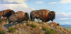 Bison!